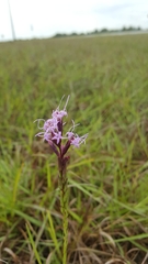Liatris acidota