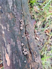 Resupinatus alboniger