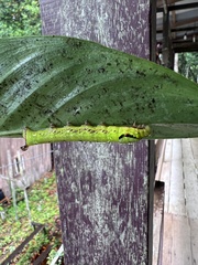 Eupanacra elegantulus