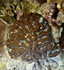 Lobophyllia