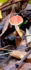 Leratiomyces ceres