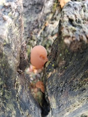 Auricularia angiospermarum