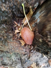 Auricularia angiospermarum