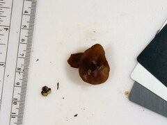 Auricularia angiospermarum