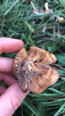 Inocybe langei
