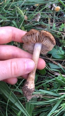 Inocybe langei