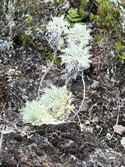 Artemisia mauiensis