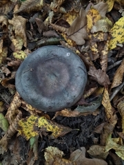 Russula parazurea