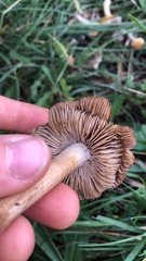 Inocybe langei