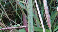 Conocephalus maculatus