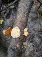 Hapalopilus rutilans