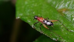 Homoeoxipha lycoides