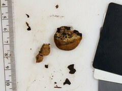 Hapalopilus rutilans