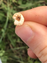 Crinipellis scabella