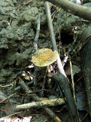 Pseudosperma friabile