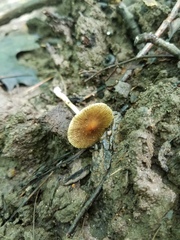 Pseudosperma friabile
