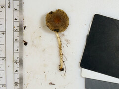 Pseudosperma friabile