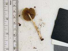 Pseudosperma friabile