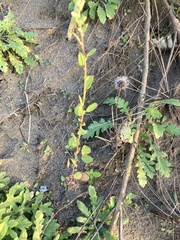 Chenopodium acuminatum