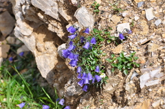 Campanula cochleariifolia