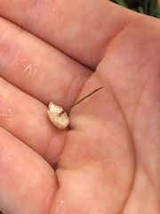 Crinipellis scabella