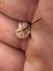 Crinipellis scabella