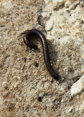 Archispirostreptus syriacus