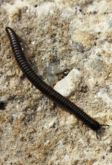 Archispirostreptus syriacus