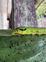 Eupanacra elegantulus