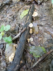 Lentinellus micheneri