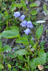 Campanula cochleariifolia