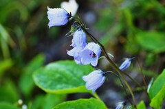 Campanula cochleariifolia