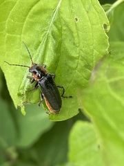 Cantharis fusca