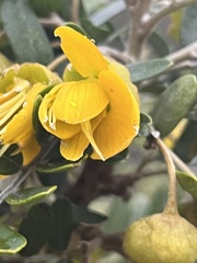 Sophora chrysophylla