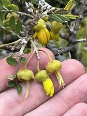 Sophora chrysophylla