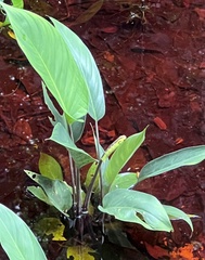 Eupanacra elegantulus