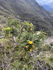 Sophora chrysophylla