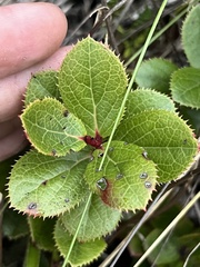 Vaccinium dentatum