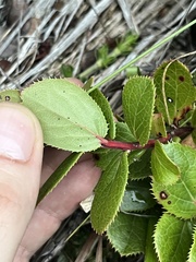 Vaccinium dentatum