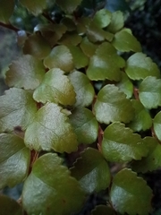 Nothofagus cunninghamii