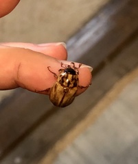 Cyclocephala signaticollis