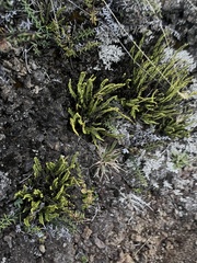 Asplenium trichomanes densum