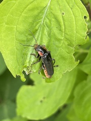 Cantharis fusca