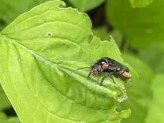 Cantharis fusca