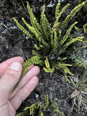Asplenium trichomanes densum