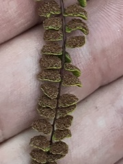 Asplenium trichomanes densum