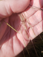 Schizachyrium tenerum