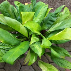 Spathiphyllum kochii