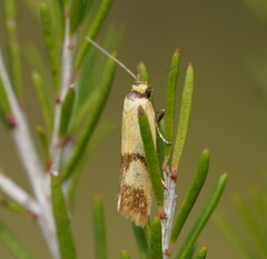 Plectobela ecliptica