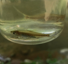 Rasbora trilineata